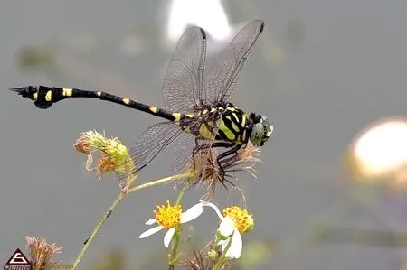 Chuồn chuồn đậu trên rốn trẻ em