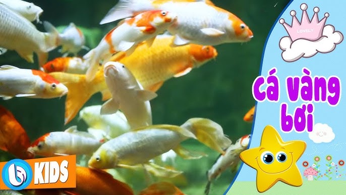 Cá Vàng Bơi Trong Bể Nước: Phân Tích Chuyên Sâu Tác Phẩm Kinh Điển Của Nhạc Sĩ Hà Hải