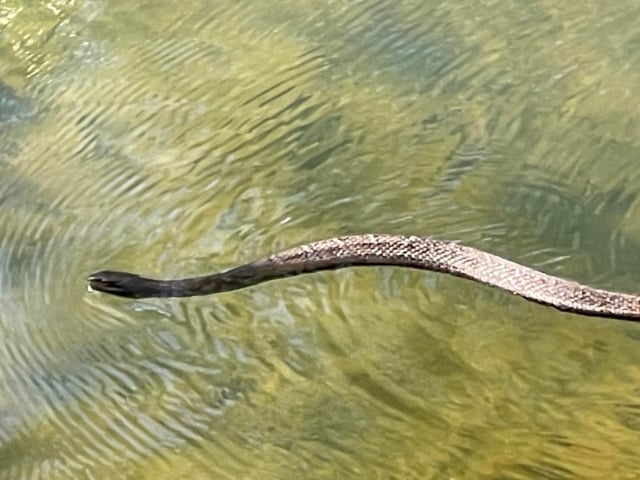 Giải Mã Giấc Mơ: Nằm Mơ Thấy Bơi Trong Nước Mang Ý Nghĩa Gì?