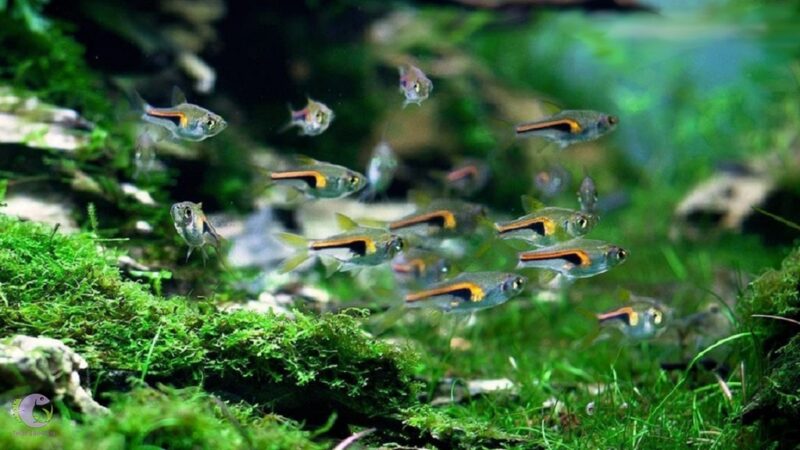 Cá Thủy Sinh Bơi Theo Đàn Đẹp Cho Bể Cá Cảnh