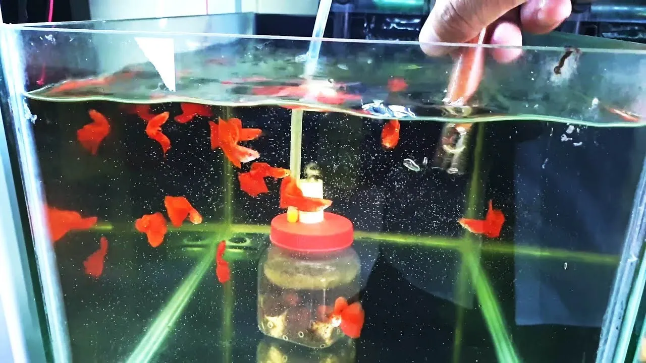 Cho cá ăn đúng cách