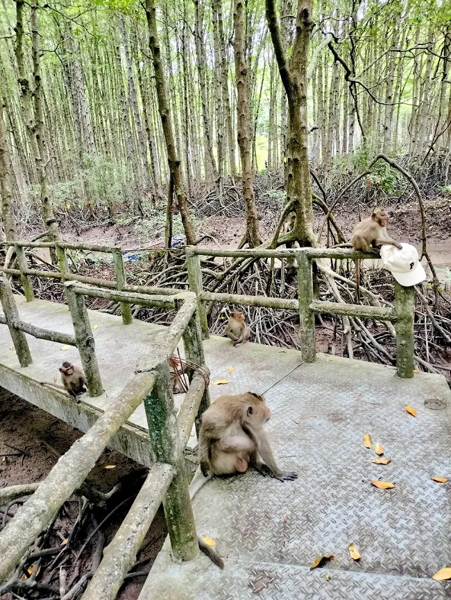 Đàn khỉ tự nhiên tại Cần Giờ