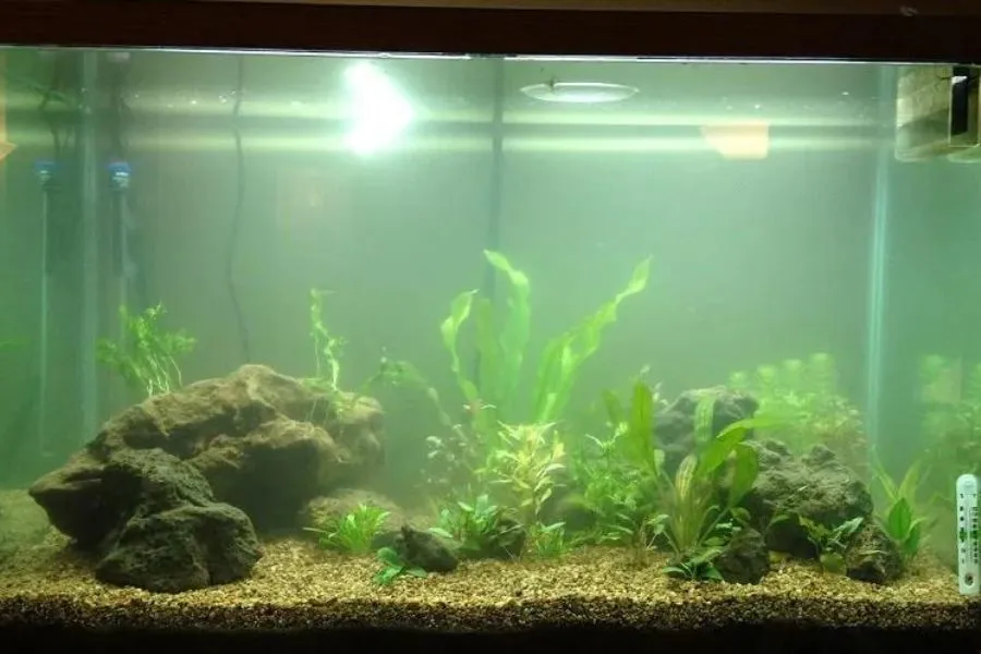 Kiểm tra chất lượng nước hồ cá bằng bộ test pH và amoniac