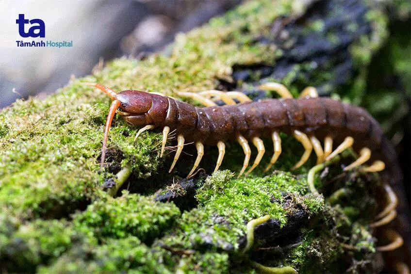 Triệu chứng sốc phản vệ do rết cắn