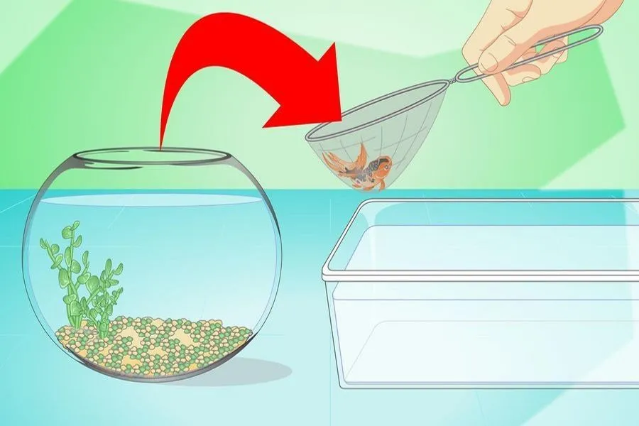 Sử dụng ống siphon hút cặn đáy hồ cá